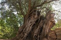 PHOTOS: A peculiar creation of nature in the Limassol countryside!