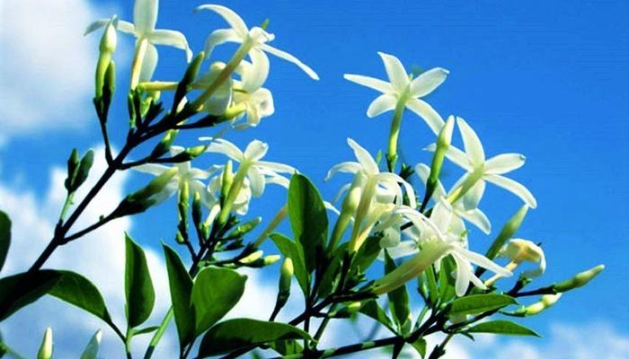 The entire Limassol is about to smell of jasmine scent again!