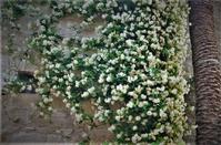 In this alley in Limassol, the scent of jasmine will swipe you off your feet!