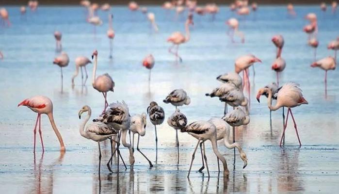 Pink spectacular by flamingos: Akrotiri salt lake came ‘back to life’ thanks to the first rain!