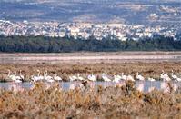 Pink spectacular by flamingos: Akrotiri salt lake came ‘back to life’ thanks to the first rain!