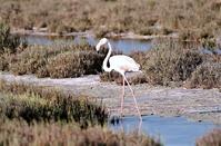 Pink spectacular by flamingos: Akrotiri salt lake came ‘back to life’ thanks to the first rain!