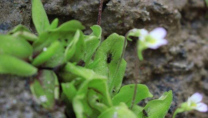 PHOTOS: The rare, carnivorous flower that grows on Troodos slopes!