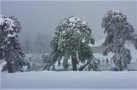 Pictures out of a fairy tale of the Troodos forest lost... in the snow!