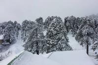 Pictures out of a fairy tale of the Troodos forest lost... in the snow!