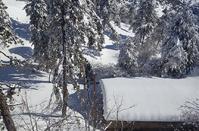 Pictures out of a fairy tale of the Troodos forest lost... in the snow!