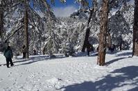 Pictures out of a fairy tale of the Troodos forest lost... in the snow!