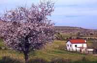 Almond Tree Festival