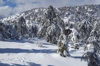 Pictures out of a fairy tale of the Troodos forest lost... in the snow!