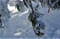 Pictures out of a fairy tale of the Troodos forest lost... in the snow!