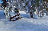 Pictures out of a fairy tale of the Troodos forest lost... in the snow!