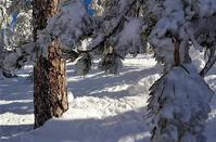 Pictures out of a fairy tale of the Troodos forest lost... in the snow!