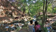 Arkolachania Picnic Site (Mesa Potamos)