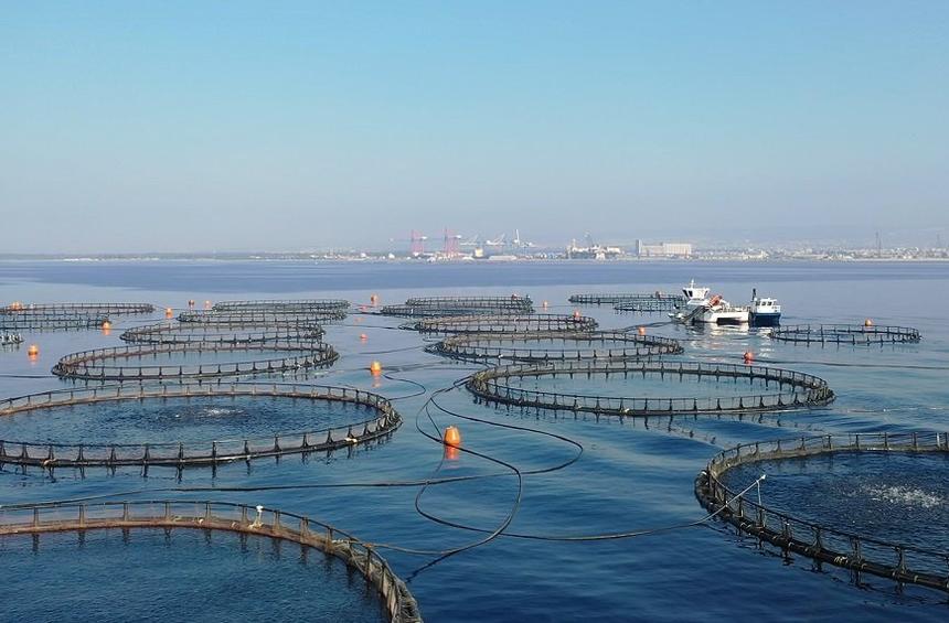 A. Kimonides explains how he led Limassol to the top of the fish farming standards worldwide!