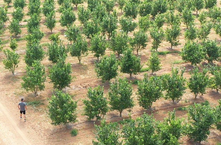 How the rebirth of an abandoned village in Limassol stemmed from a pomegranate plantation!