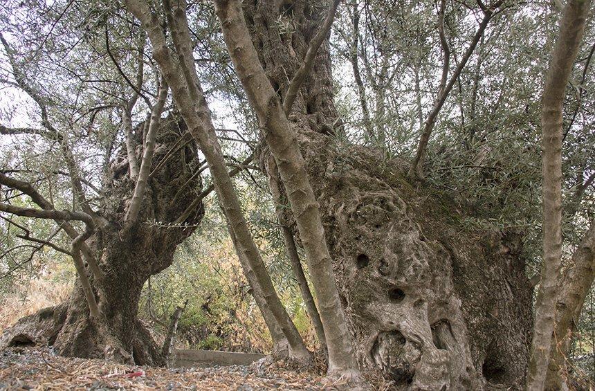 Perennial trees in Limassol: Majestic giants of over 1000 years of age!