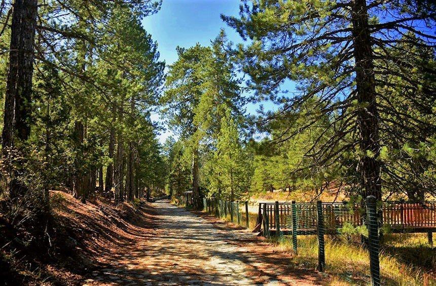 Almirolivado picnic site (Troodos)