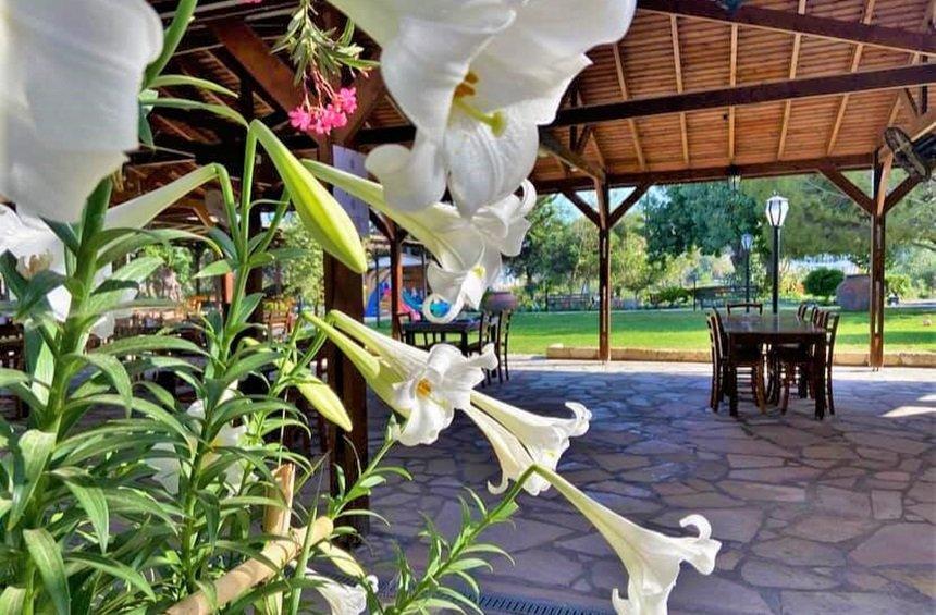 'I Avli tou Meze': A tavern just outside Limassol, with a large courtyard and playground!