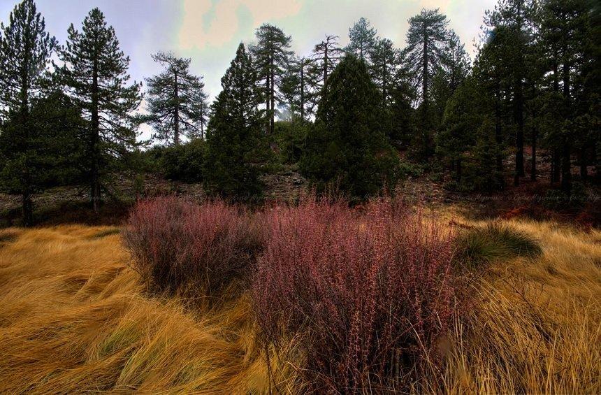 A magical landscape, hiding within the dense forest on Troodos mountains!