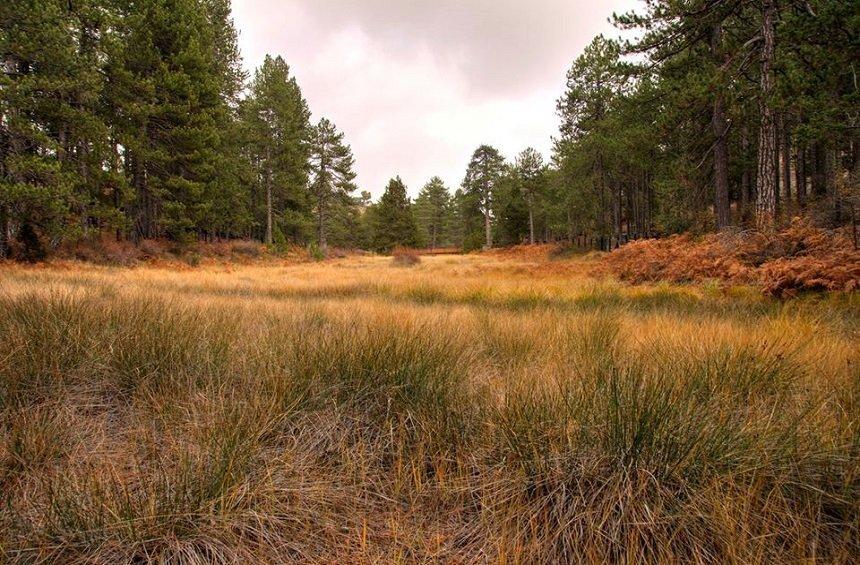 A magical landscape, hiding within the dense forest on Troodos mountains!