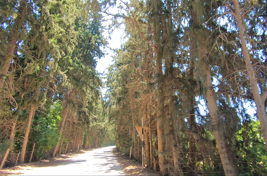 The tree tunnel – Fasouri