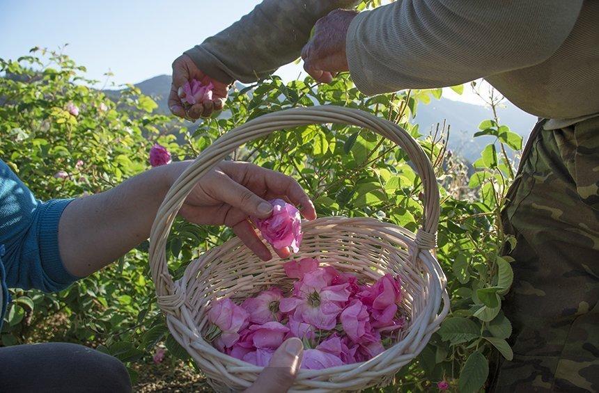 PHOTOS: This village in Limassol will have you waking up in roses!