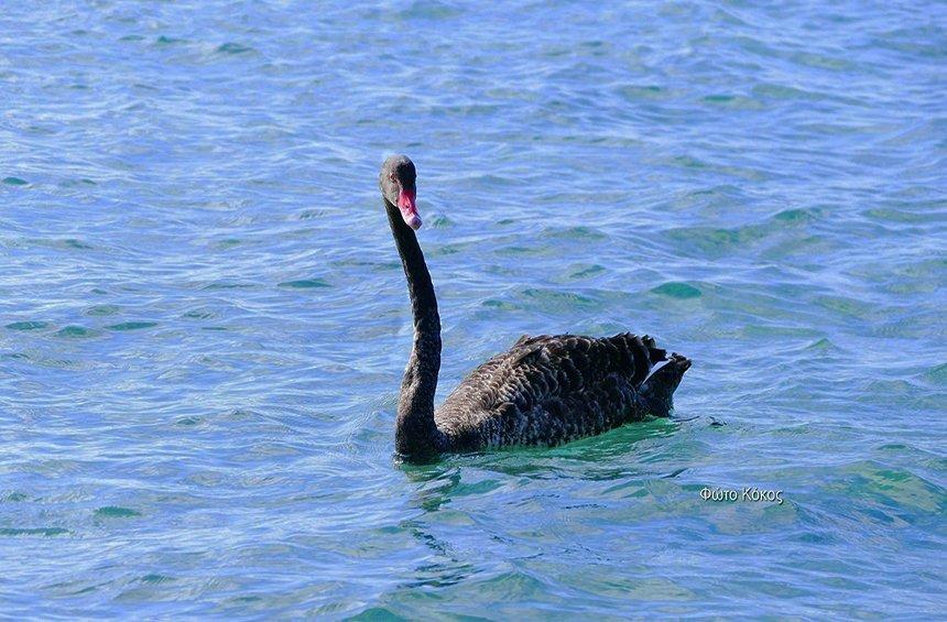 PHOTOS: 2 rare, black swans appeared inthe Limassol sea early in the morning!