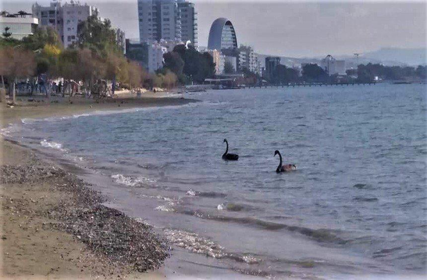 PHOTOS: 2 rare, black swans appeared inthe Limassol sea early in the morning!