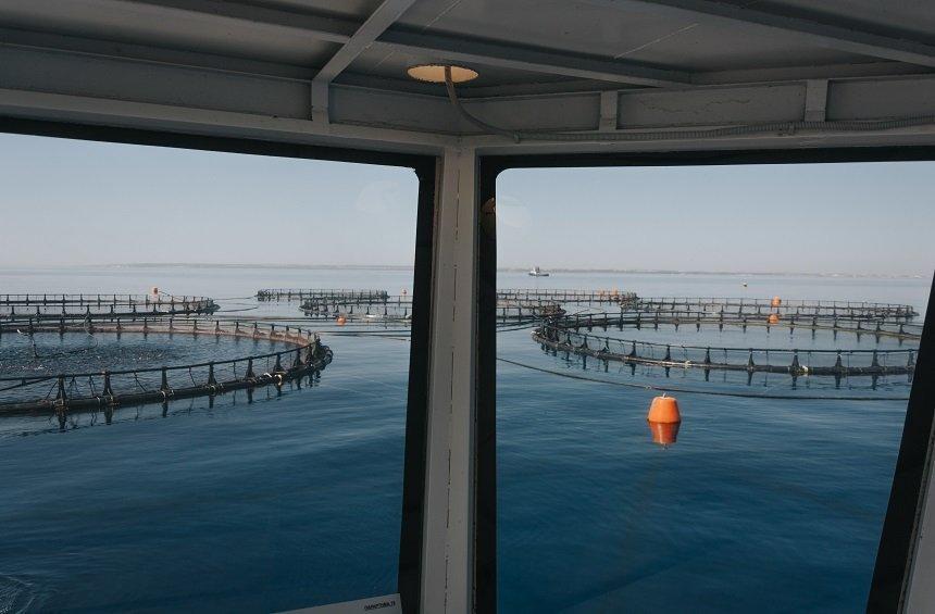 A. Kimonides explains how he led Limassol to the top of the fish farming standards worldwide!