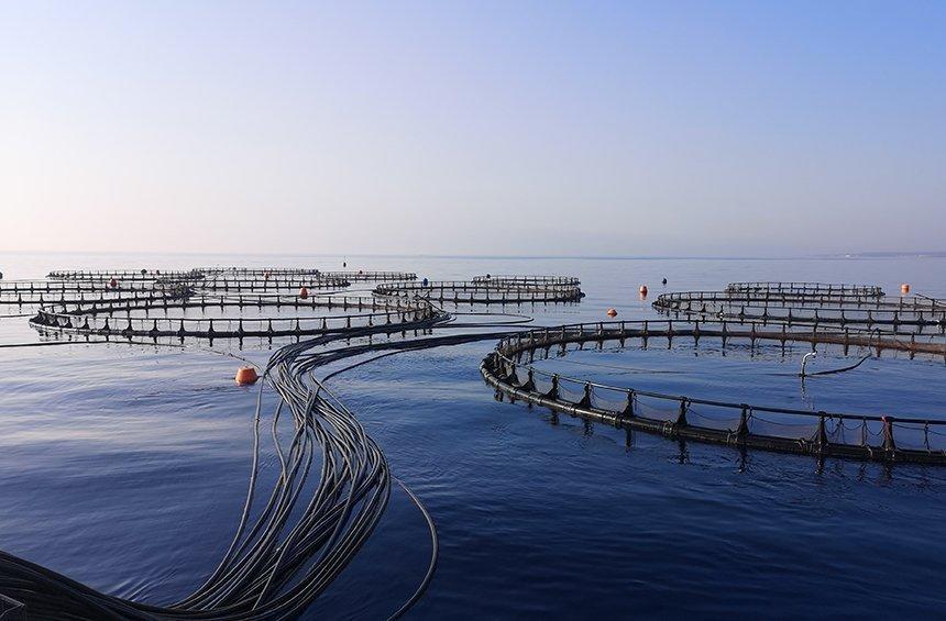 A. Kimonides explains how he led Limassol to the top of the fish farming standards worldwide!