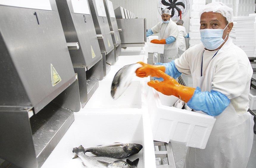 A. Kimonides explains how he led Limassol to the top of the fish farming standards worldwide!