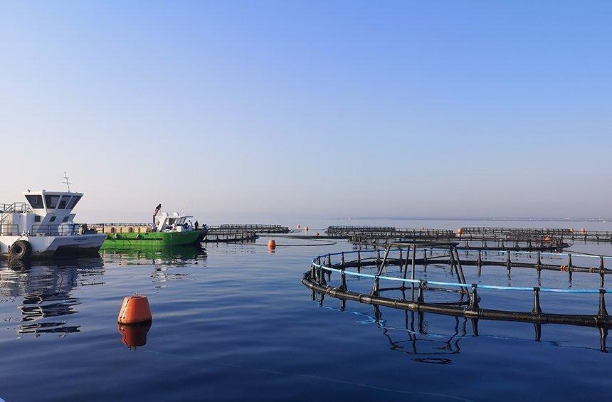 A. Kimonides explains how he led Limassol to the top of the fish farming standards worldwide!