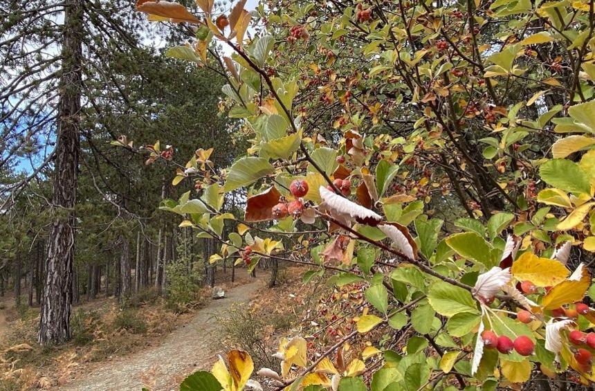 Wheelchair-accessible Livadi Trail (Troodos)