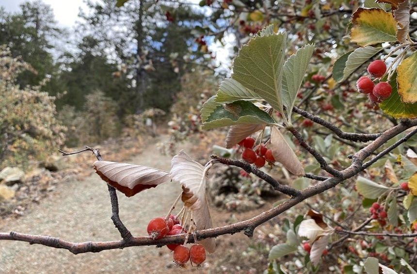 Wheelchair-accessible Livadi Trail (Troodos)