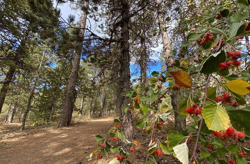 Wheelchair-accessible Livadi Trail (Troodos)