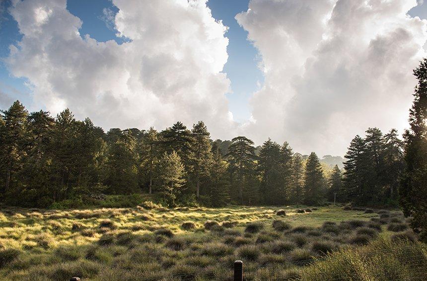 'Livadi tou Pasha' picnic site (Troodos)