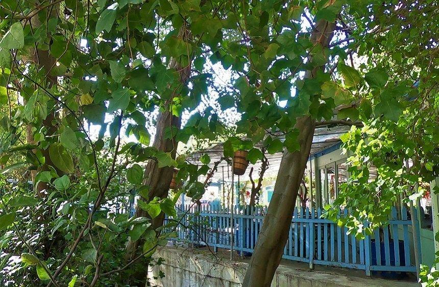 Neraida: A unique tavern in Limassol serving delicious dishes right by the river!