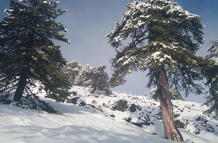 20 + 1 magical images from the snowy New Year's Day on Troodos!