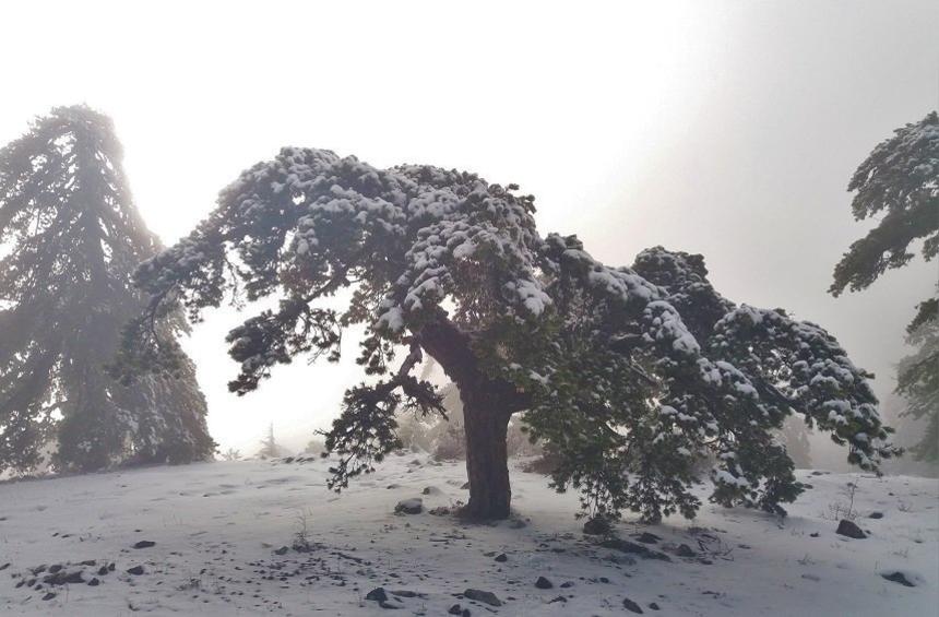 20 + 1 magical images from the snowy New Year's Day on Troodos!