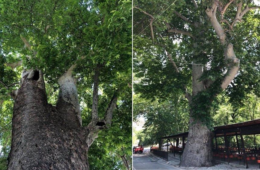 Perennial trees in Limassol: Majestic giants of over 1000 years of age!