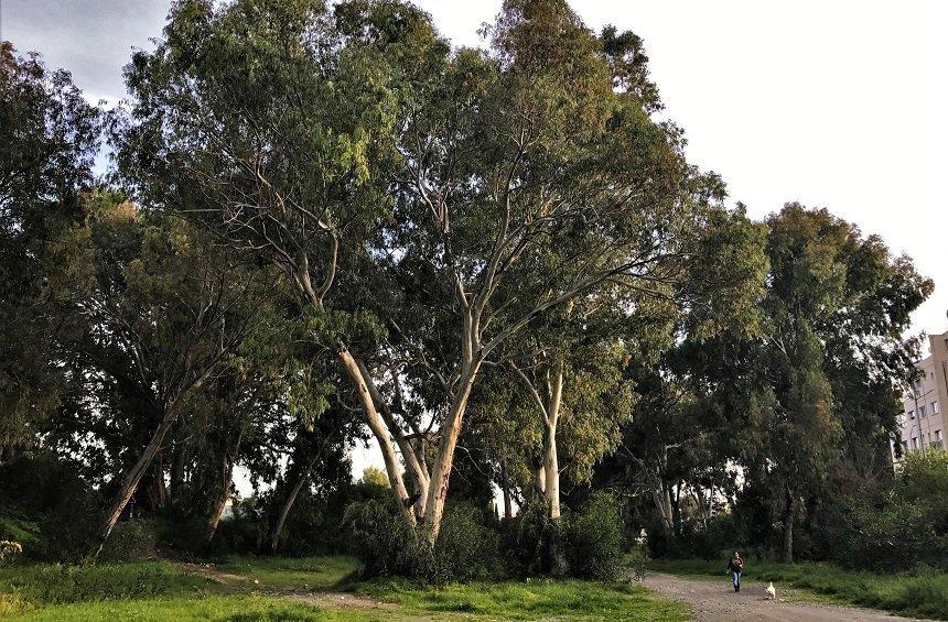 Eucalyptus park - Potamos Yermasoyias