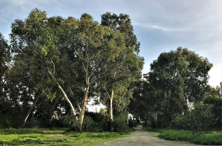 Eucalyptus park - Potamos Yermasoyias
