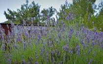Lavender is a dominant element in the area.