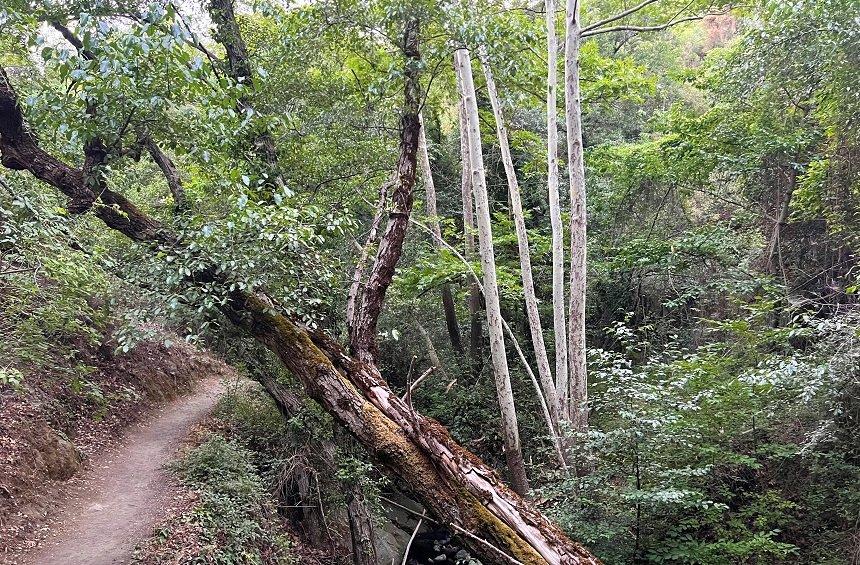 'Millomeris Waterfall' Trail (Platres Village)