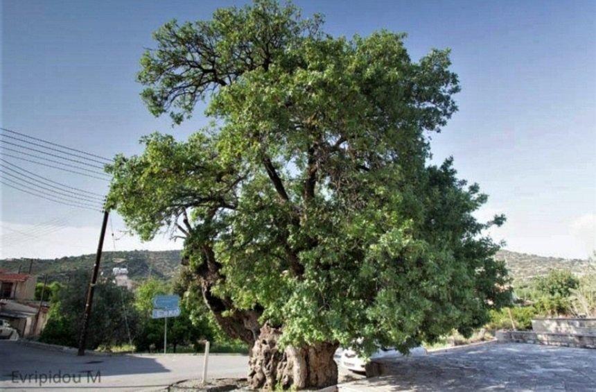 Perennial trees in Limassol: Majestic giants of over 1000 years of age!