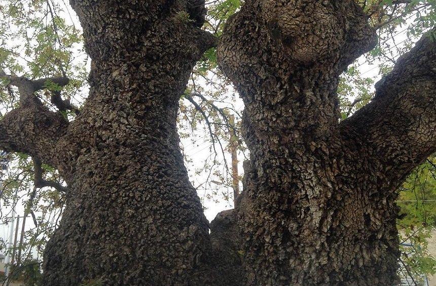 Perennial trees in Limassol: Majestic giants of over 1000 years of age!