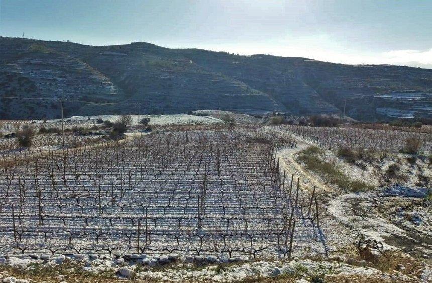 'S. Vlassides: The unconventional winemaker explains why he favored Limassol over California!