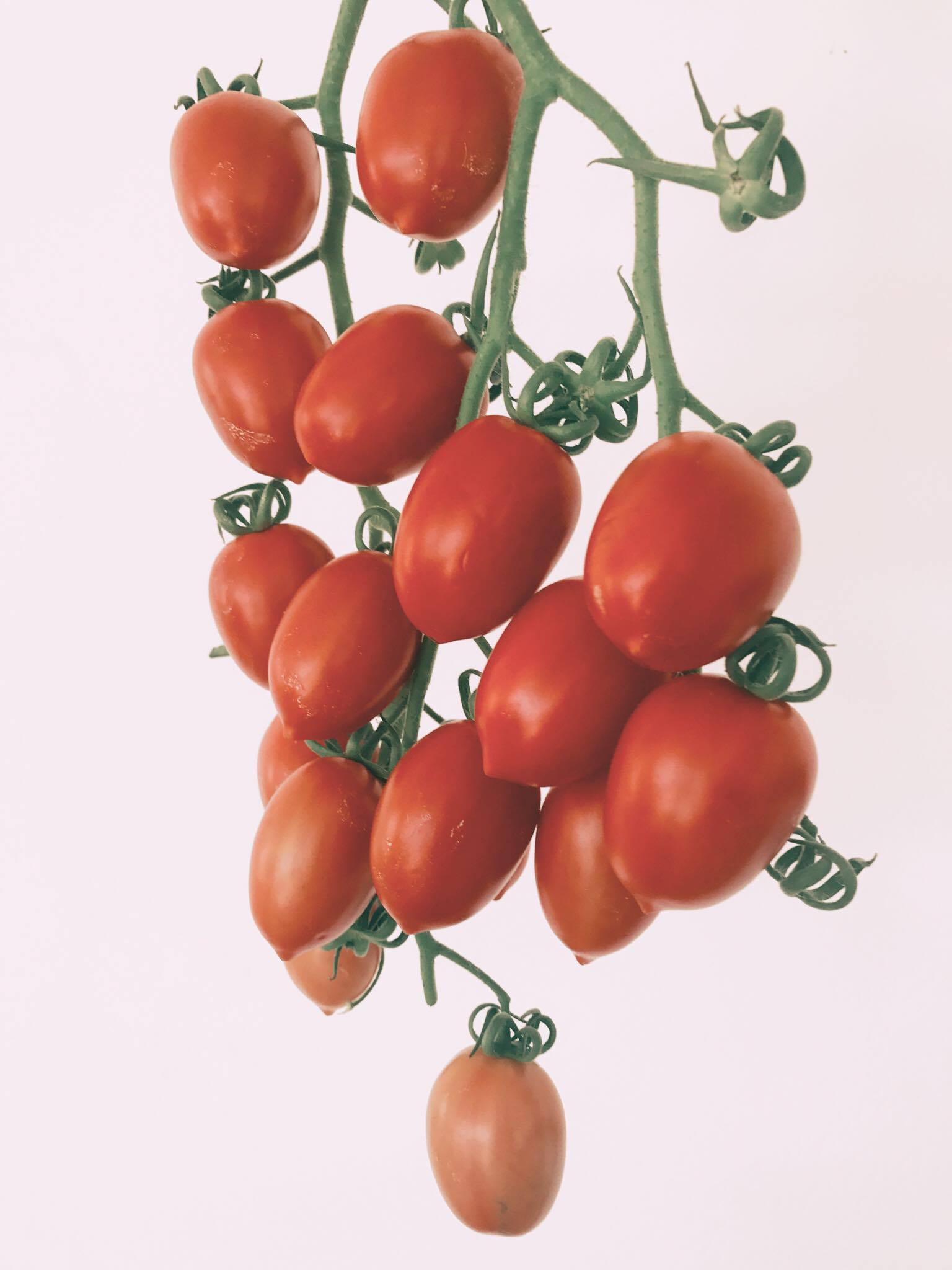 Plum cherry tomato from our client!